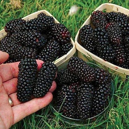 🍇 Semillas de MORA DULCE DE ÁRBOL💖🔥1 paquete - 100 semillas Aprox. (5 gr.)
