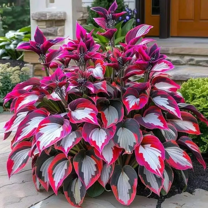 🌿Semillas de Hosta para jardines de sombra exuberantes💖🔥1 paquete - 100 semillas Aprox. (5 gr.)
