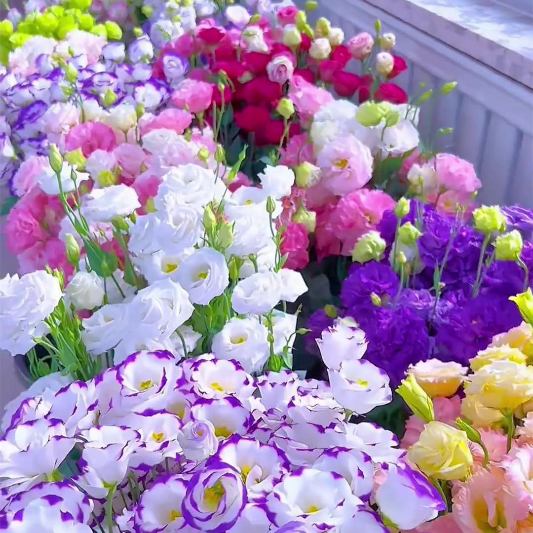 🌿Semillas Flor de LISIANTHUS  💖🔥1 paquete -  (5 gr.)
