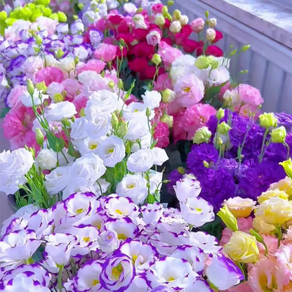 🌿Semillas Flor de LISIANTHUS  💖🔥1 paquete -  (5 gr.)