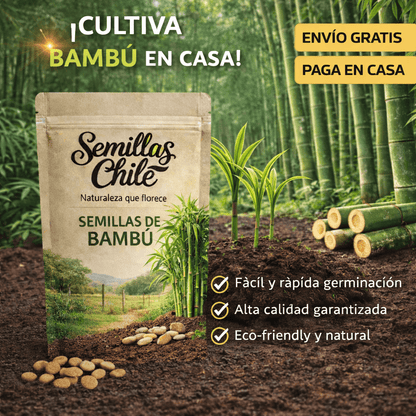 Semillas PREMIUM ciprés de bambú de la suerte (5 gramos)