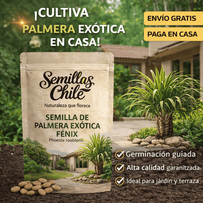 Semilla de Palmera Exótica Fénix – 🌴Dale Vida Tropical a tu Patio ( 30 gr)