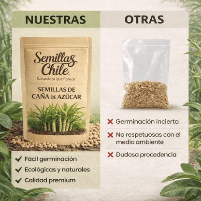 Semillas de Caña de Azúcar Tropical (5 gr)