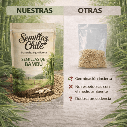 Semillas PREMIUM ciprés de bambú de la suerte (5 gramos)