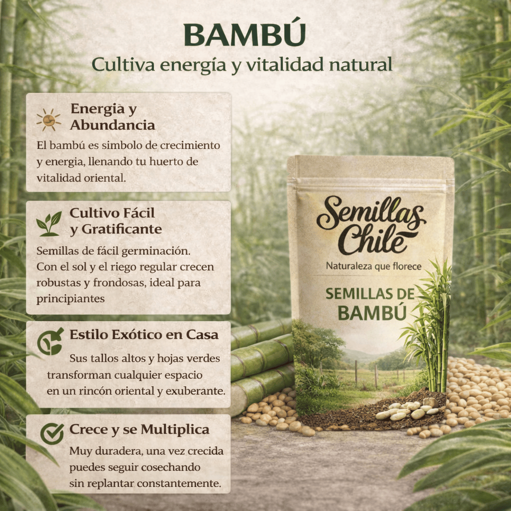 Semillas PREMIUM ciprés de bambú de la suerte (5 gramos)