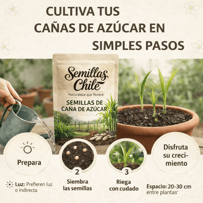 Semillas de Caña de Azúcar Tropical (5 gr)
