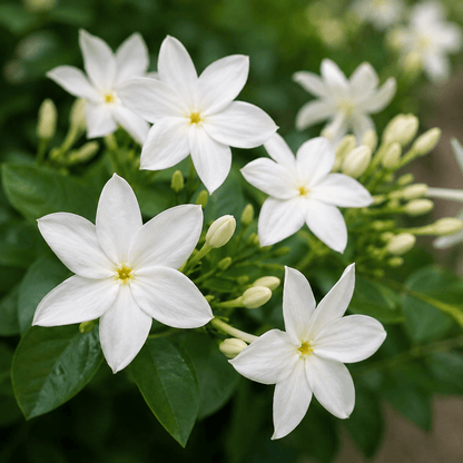 🌿 Semillas de Flor de Jazmín — el famoso “perfume de Dios” aroma y belleza 💖 🔥 1 paquete – (5 Gramos)