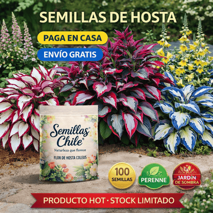 🌿Semillas de Hosta para jardines de sombra exuberantes💖🔥1 paquete - 100 semillas Aprox. (5 gr.)