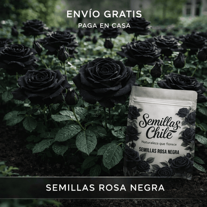 🌹🖤 Semillas de ROSA NEGRA (5 gr.) – aprox. 100 semillas 🌱