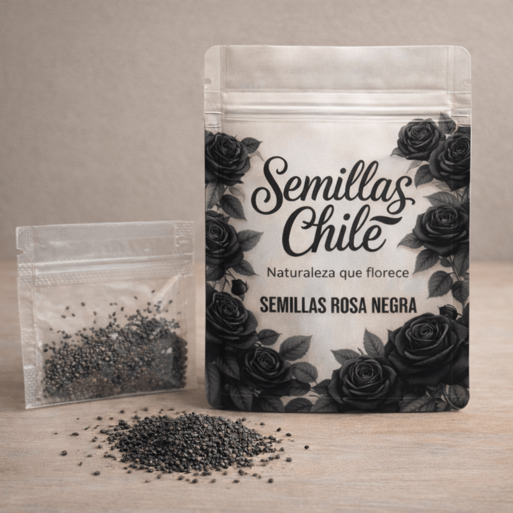 🌹🖤 Semillas de ROSA NEGRA (5 gr.) – aprox. 100 semillas 🌱