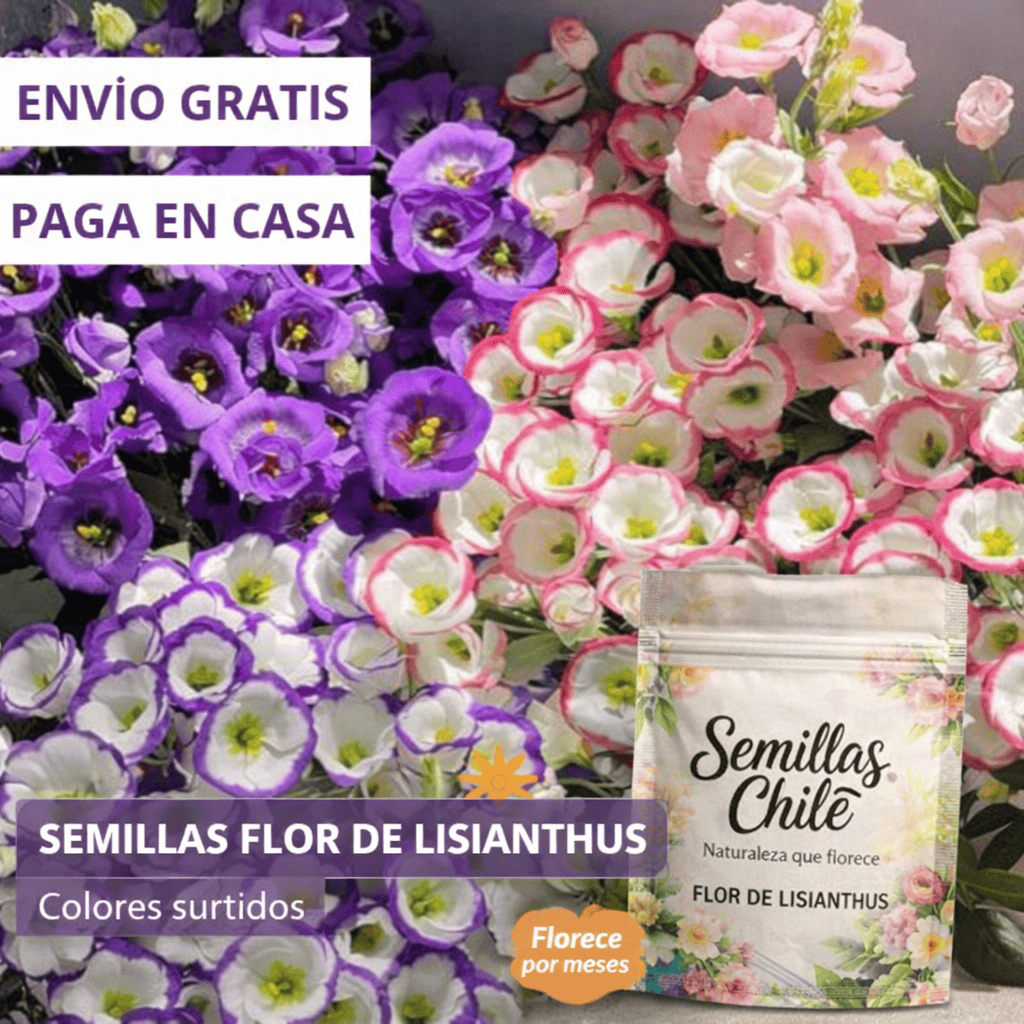 🌿Semillas Flor de LISIANTHUS  💖🔥1 paquete -  (5 gr.)