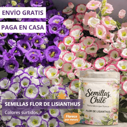 🌿Semillas Flor de LISIANTHUS  💖🔥1 paquete -  (5 gr.)
