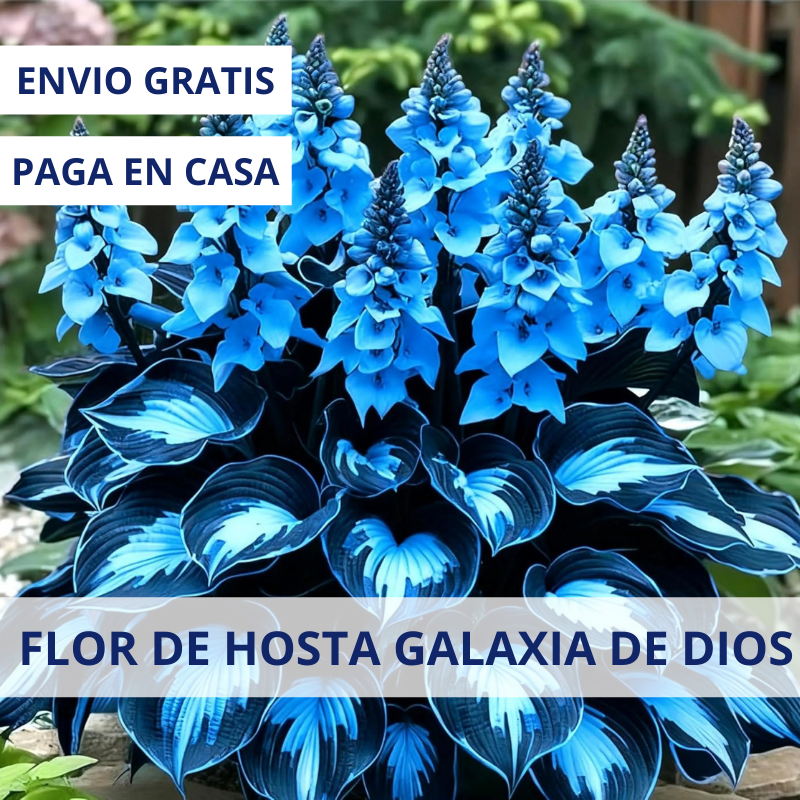 🌿Semillas de Hosta - Galaxia azul de Dios💖🔥1 paquete - 100 semillas Aprox. (5 gr.)
