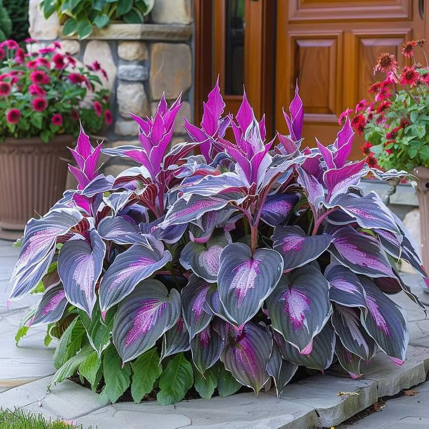 🌿Semillas de Hosta para jardines de sombra exuberantes💖🔥1 paquete - 100 semillas Aprox. (5 gr.)
