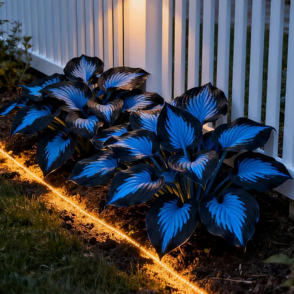 🌿Semillas de Hosta para jardines de sombra exuberantes💖🔥1 paquete - 100 semillas Aprox. (5 gr.)