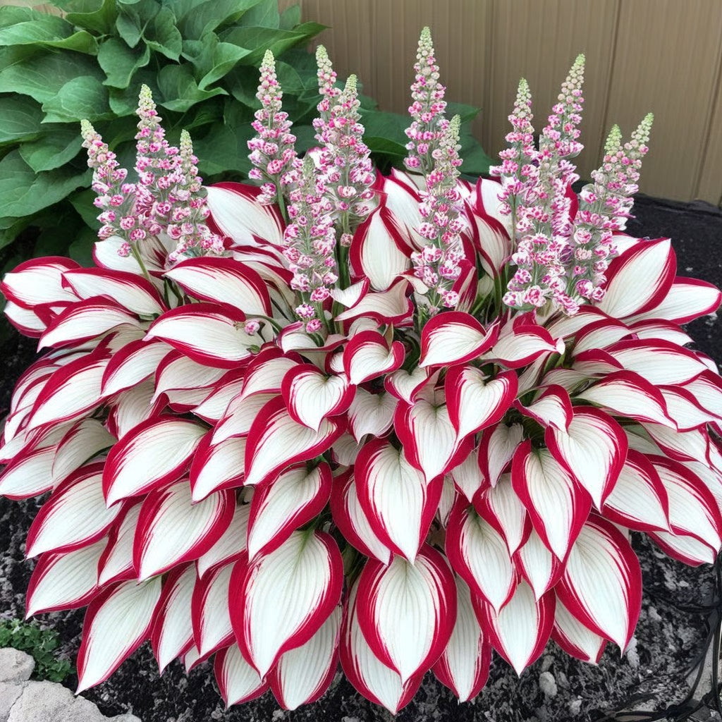 🌿Semillas de Hosta para jardines de sombra exuberantes💖🔥1 paquete - 100 semillas Aprox. (5 gr.)