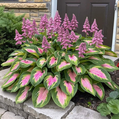 🌿Semillas de Hosta para jardines de sombra exuberantes💖🔥1 paquete - 100 semillas Aprox. (5 gr.)