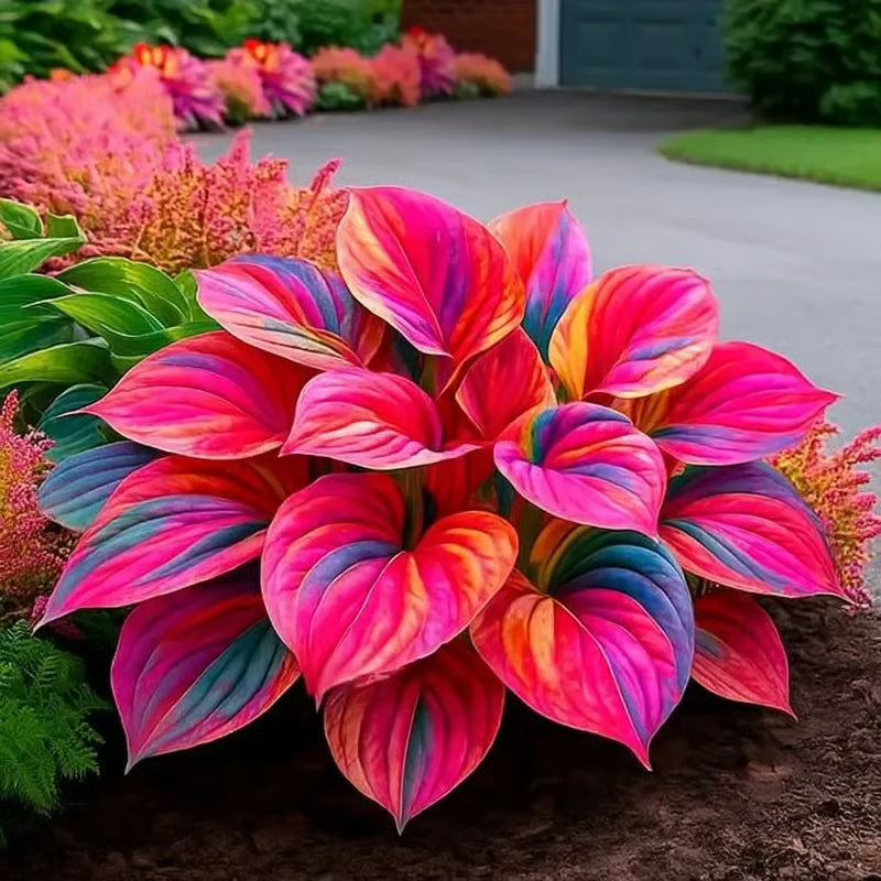 🌿Semillas de Hosta para jardines de sombra exuberantes💖🔥1 paquete - 100 semillas Aprox. (5 gr.)