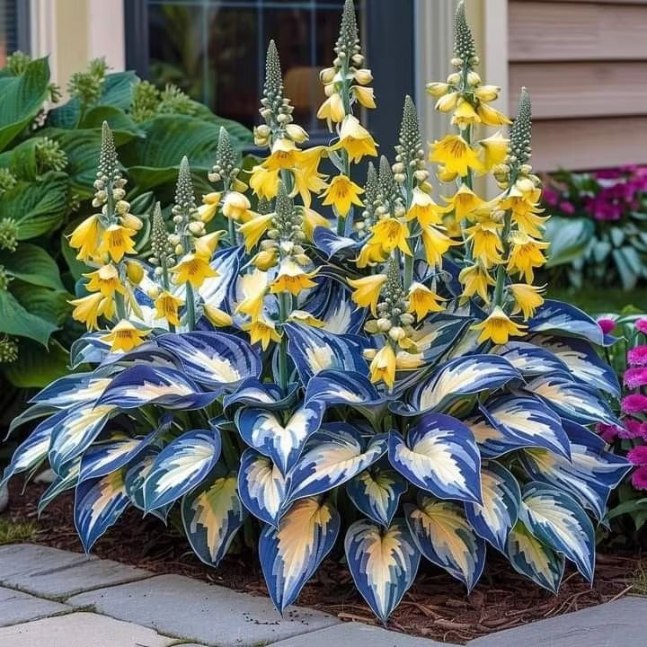 🌿Semillas de Hosta para jardines de sombra exuberantes💖🔥1 paquete - 100 semillas Aprox. (5 gr.)
