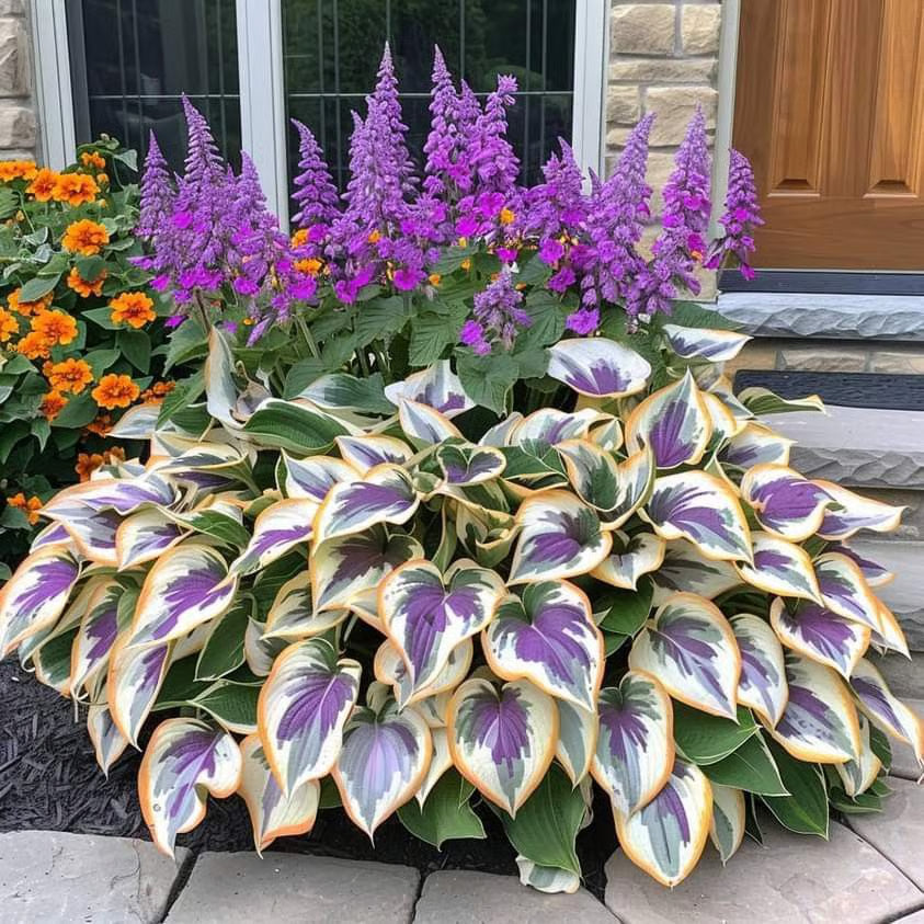 🌿Semillas de Hosta para jardines de sombra exuberantes💖🔥1 paquete - 100 semillas Aprox. (5 gr.)