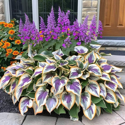 🌿Semillas de Hosta para jardines de sombra exuberantes💖🔥1 paquete - 100 semillas Aprox. (5 gr.)